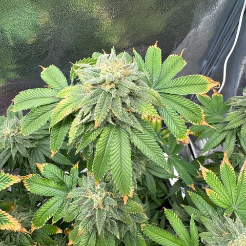 Pink Kush growlog timeline photo