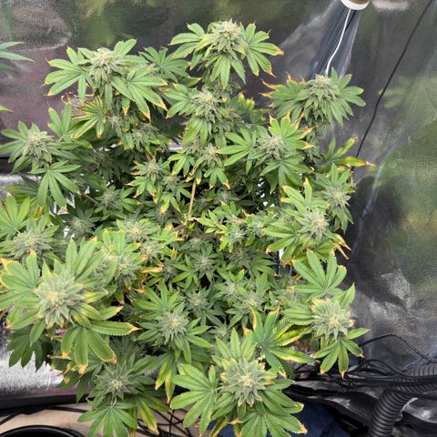 Pink Kush growlog timeline photo