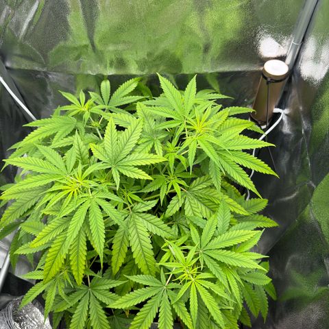 Mimosa x Orange Punch growlog timeline photo