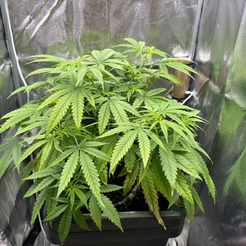 Mimosa x Orange Punch growlog timeline photo