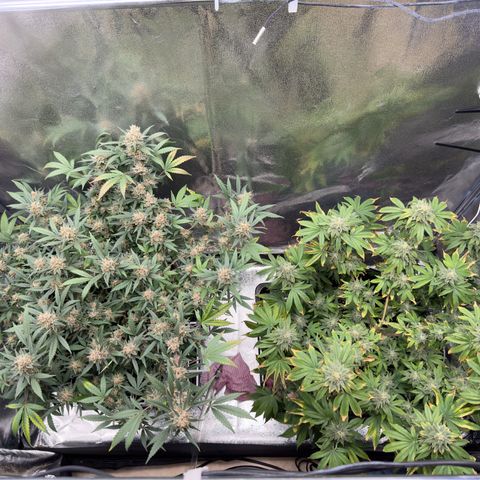 Tangerine Dream growlog timeline photo