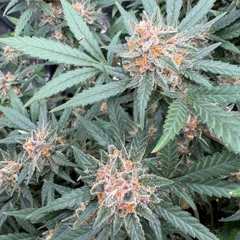 Tangerine Dream growlog timeline photo