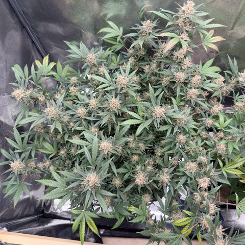 Tangerine Dream growlog timeline photo