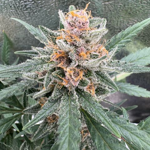 Tangerine Dream growlog timeline photo