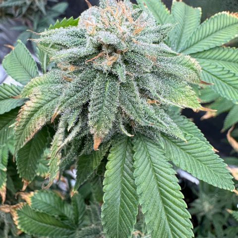 Pink Kush growlog timeline photo