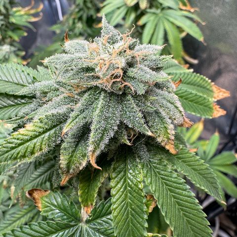 Pink Kush growlog timeline photo