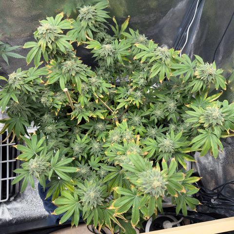Pink Kush growlog timeline photo
