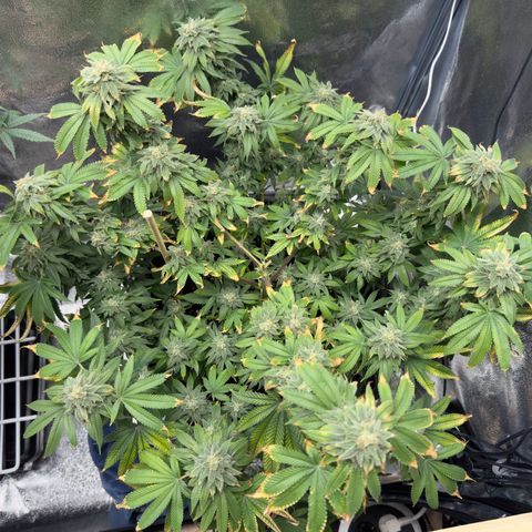 Pink Kush growlog timeline photo