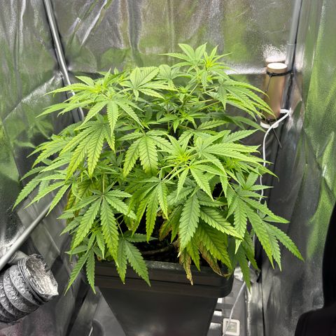 Mimosa x Orange Punch growlog timeline photo