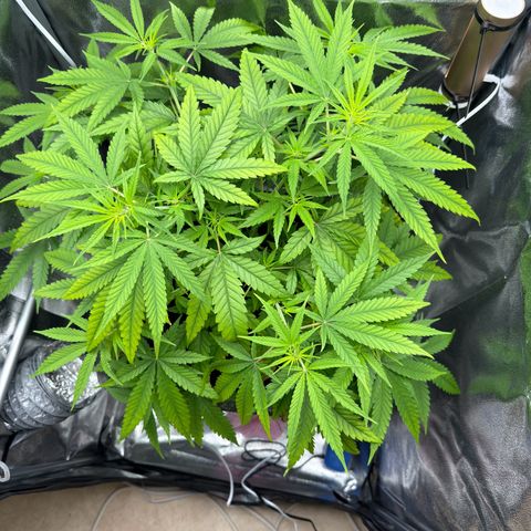 Mimosa x Orange Punch growlog timeline photo