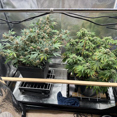Tangerine Dream growlog timeline photo