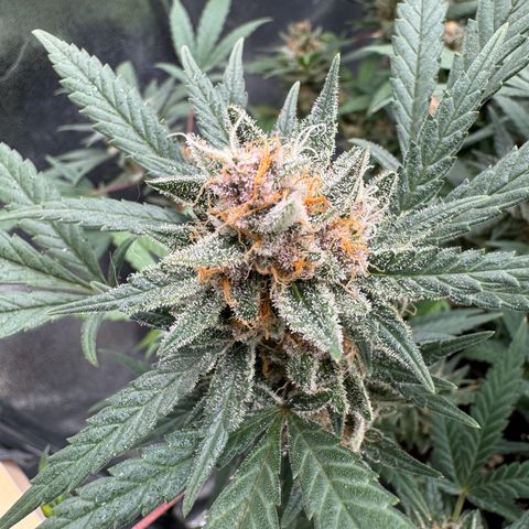 Tangerine Dream growlog timeline photo