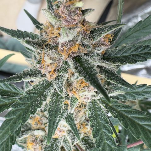 Tangerine Dream growlog timeline photo
