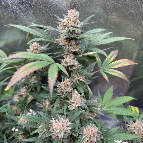 Tangerine Dream growlog timeline photo