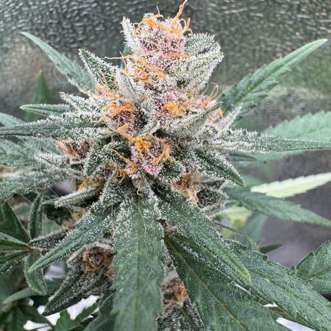Tangerine Dream growlog timeline photo
