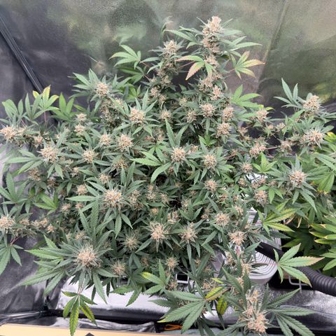 Tangerine Dream growlog timeline photo