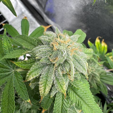 Pink Kush growlog timeline photo