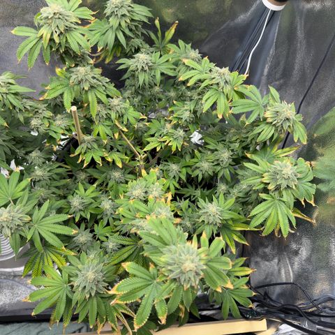 Pink Kush growlog timeline photo