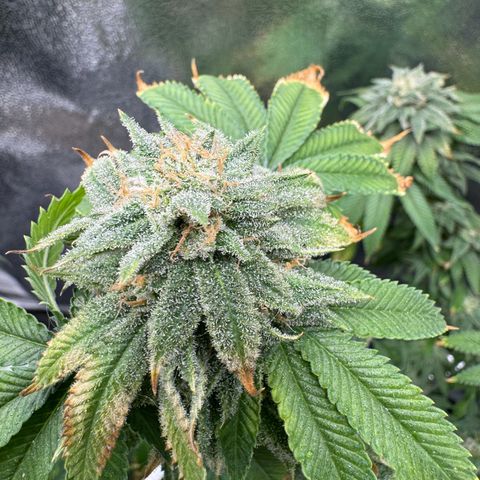 Pink Kush growlog timeline photo
