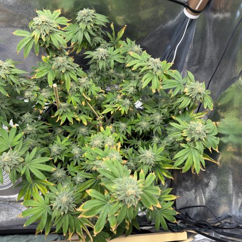 Pink Kush growlog timeline photo
