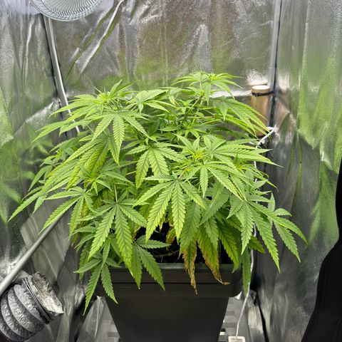 Mimosa x Orange Punch growlog timeline photo