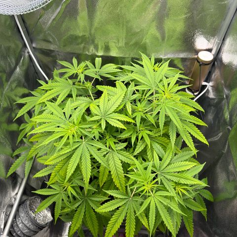 Mimosa x Orange Punch growlog timeline photo
