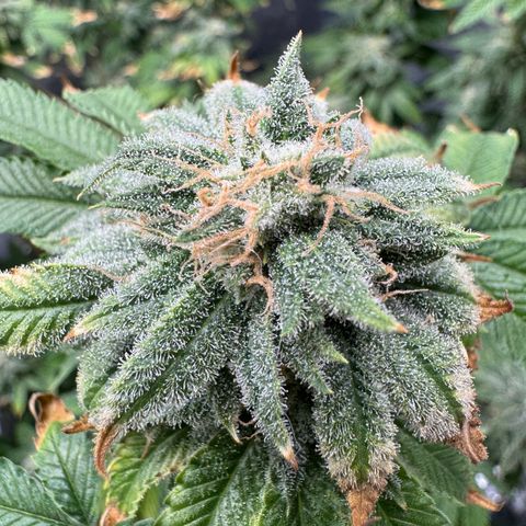 Pink Kush growlog timeline photo