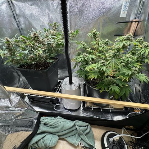 Tangerine Dream growlog timeline photo