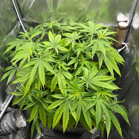 Mimosa x Orange Punch growlog timeline photo