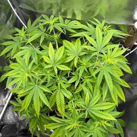 Mimosa x Orange Punch growlog timeline photo