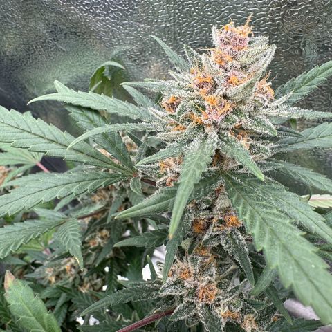 Tangerine Dream growlog timeline photo