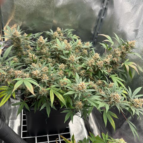 Tangerine Dream growlog timeline photo