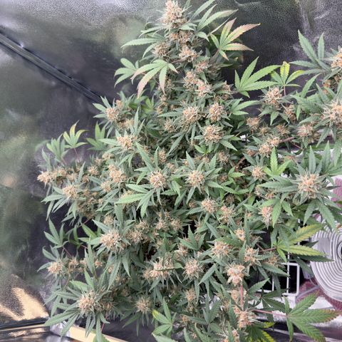 Tangerine Dream growlog timeline photo