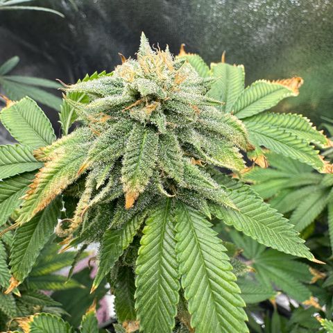Pink Kush growlog timeline photo