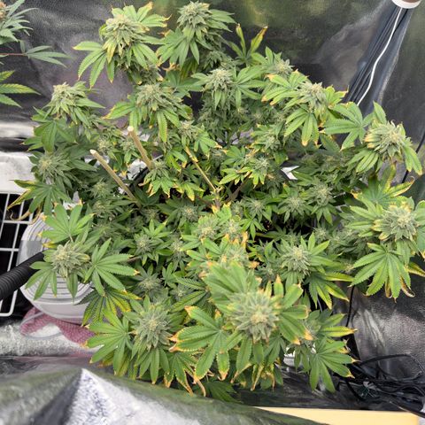 Pink Kush growlog timeline photo
