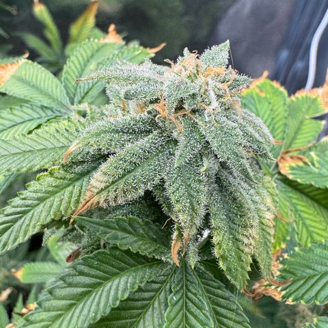 Pink Kush growlog timeline photo