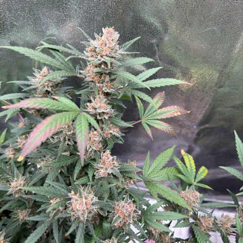 Tangerine Dream growlog timeline photo