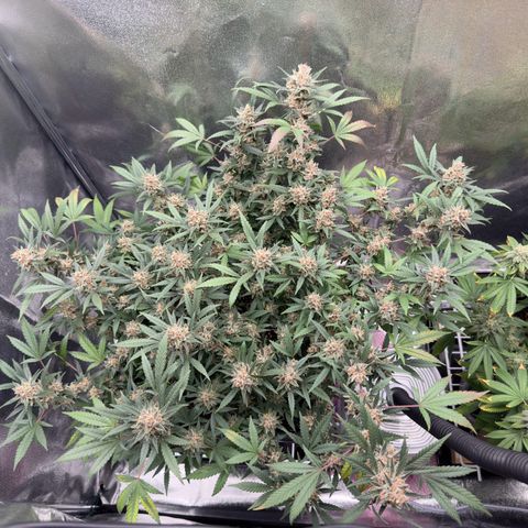 Tangerine Dream growlog timeline photo