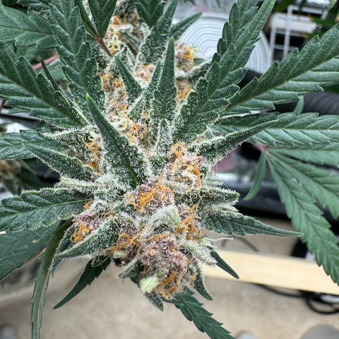 Tangerine Dream growlog timeline photo