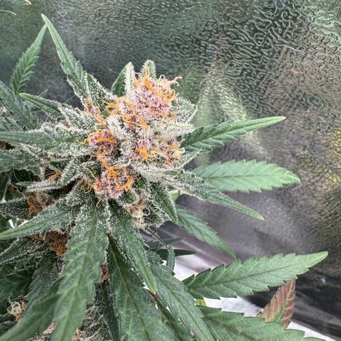 Tangerine Dream growlog timeline photo