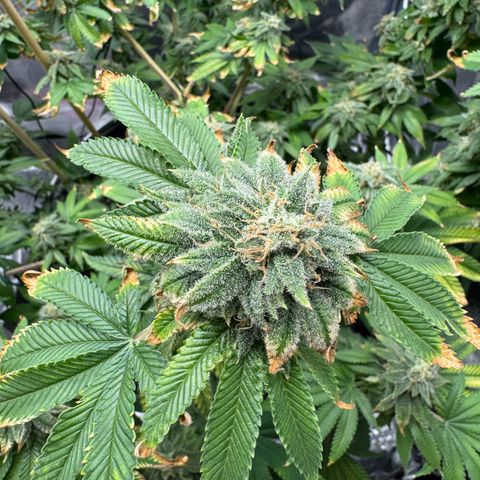 Pink Kush growlog timeline photo