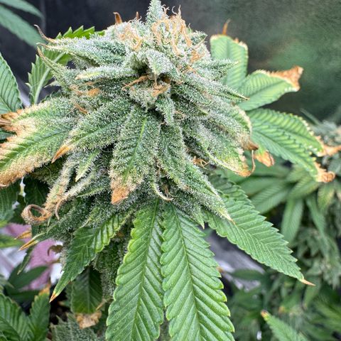 Pink Kush growlog timeline photo