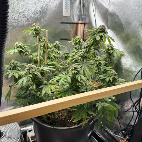 Pink Kush growlog timeline photo