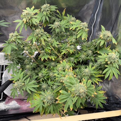 Pink Kush growlog timeline photo