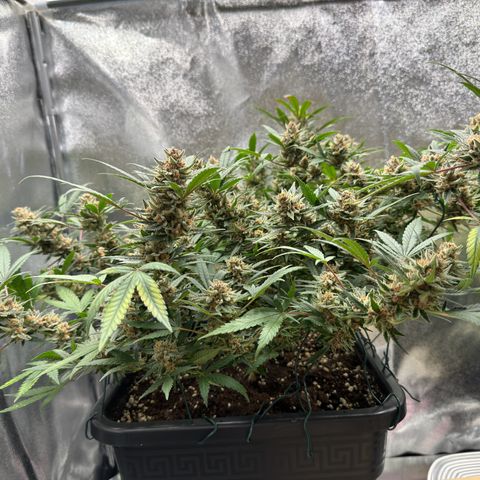 Tangerine Dream growlog timeline photo