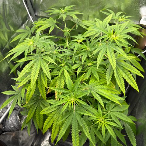 Mimosa x Orange Punch growlog timeline photo