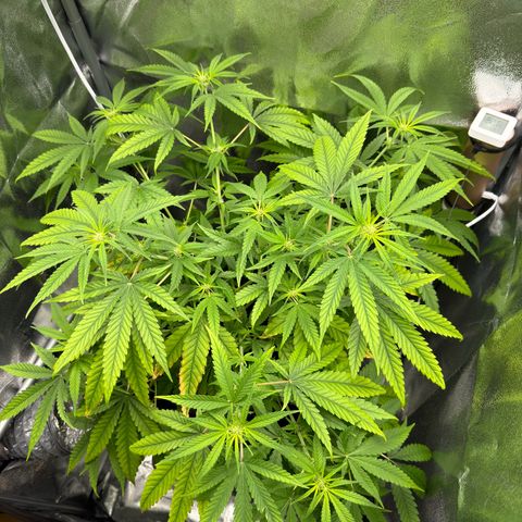 Mimosa x Orange Punch growlog timeline photo