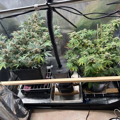 Tangerine Dream growlog timeline photo