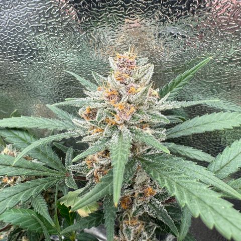 Tangerine Dream growlog timeline photo
