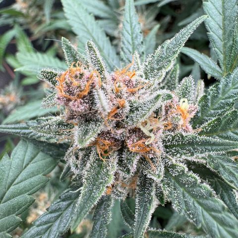 Tangerine Dream growlog timeline photo